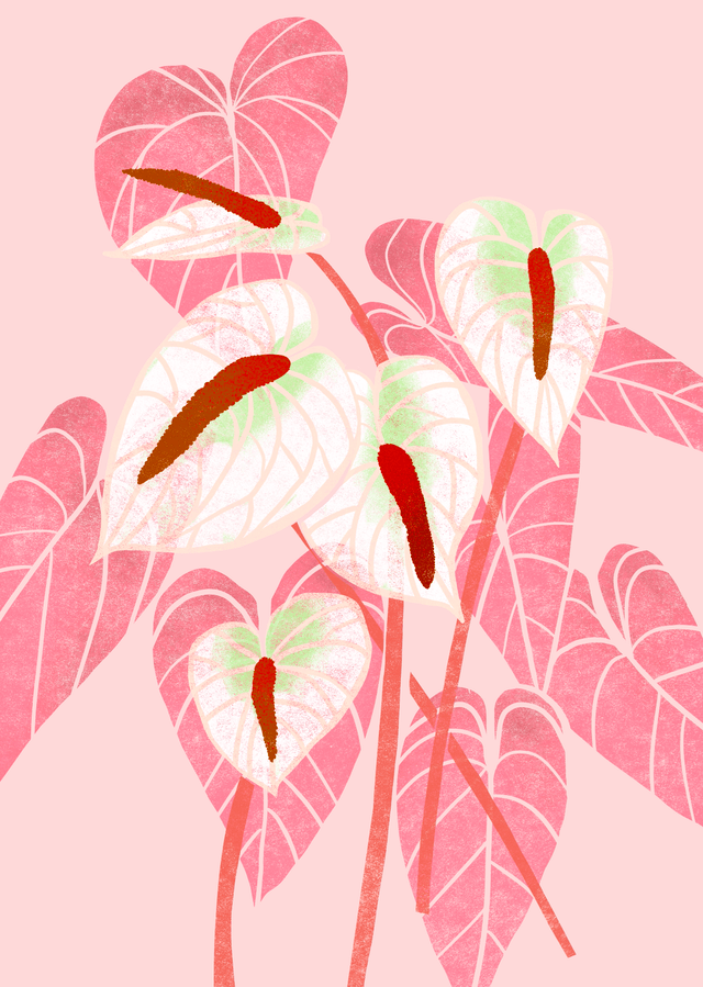Tropical Flower Print - Anthurium Pink