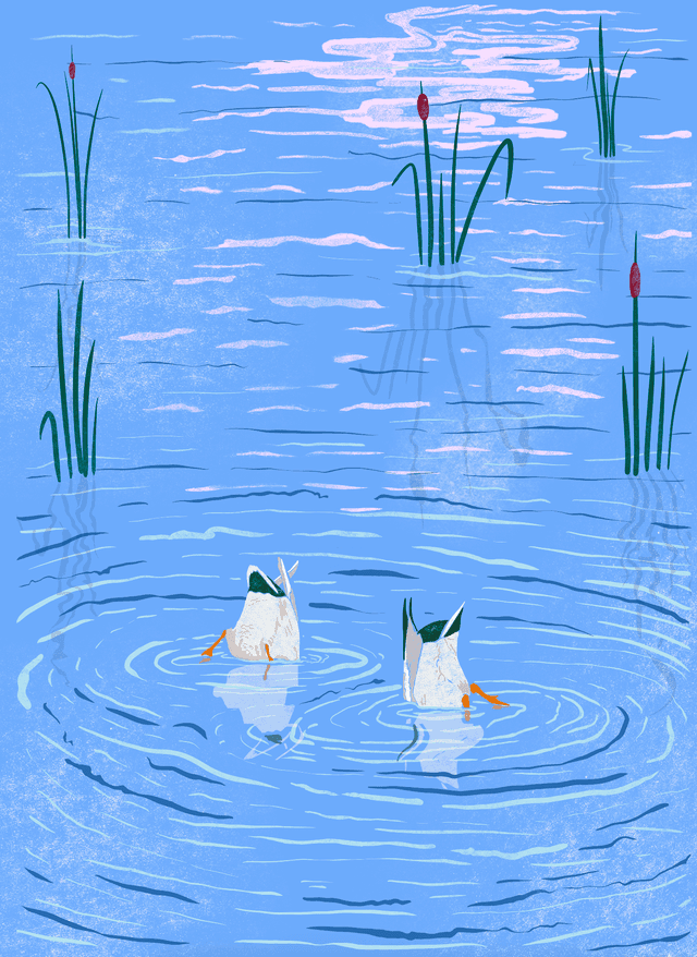 Duck it
