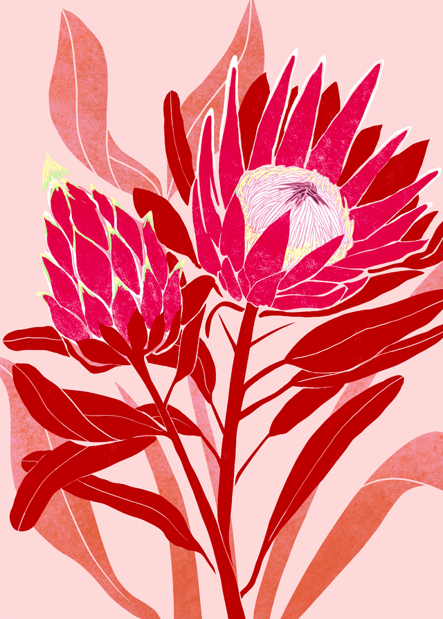 King Protea